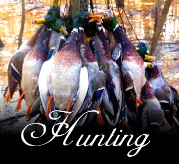 Arkansas duck hunting